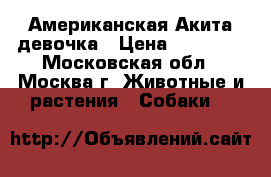 Американская Акита девочка › Цена ­ 55 000 - Московская обл., Москва г. Животные и растения » Собаки   